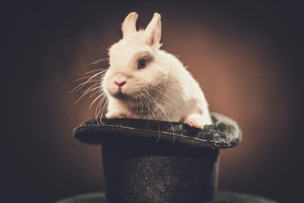 little rabbit in a magician hat